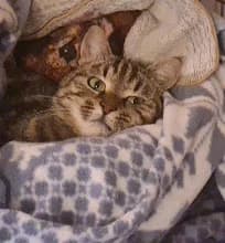 Olivia, female 4yo Mixed Breed for adoption at Family Wanted, Élancourt
