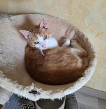 Stan, male 4yo Mixed Breed for adoption at Family Wanted, Élancourt