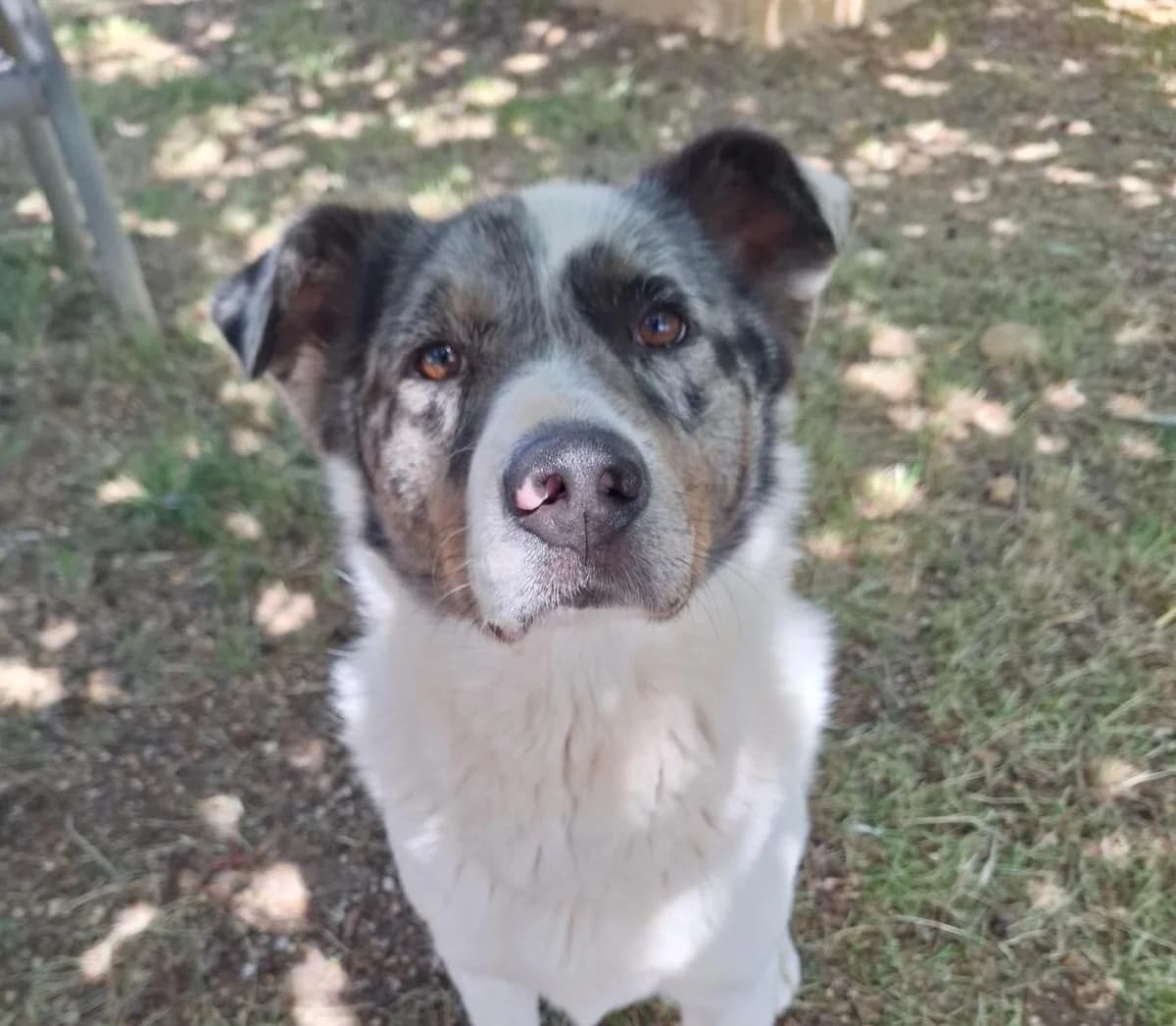 Sam,  6yo Mixed Breed for adoption at Fondation Assistance aux Animaux, Paris