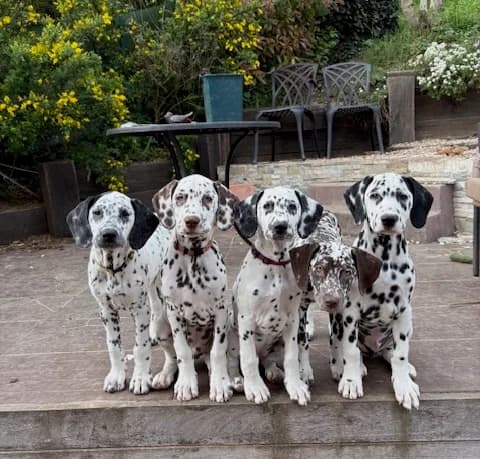 5, female puppy Mixed Breed for adoption at Fondation Assistance aux Animaux, Paris