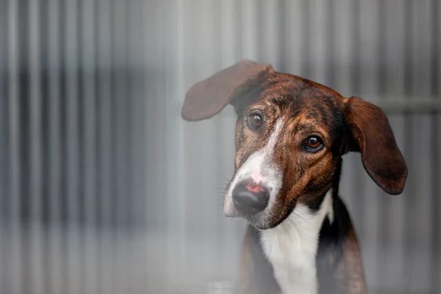Bobby, male 3yo mixed breed for adoption at Fourrière Animale 64, Bayonne