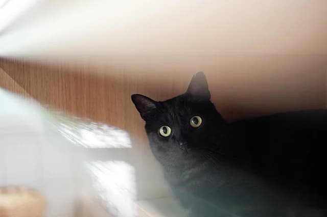 Boonie, male 5yo European Shorthair for adoption at Fourrière Animale 64, Bayonne