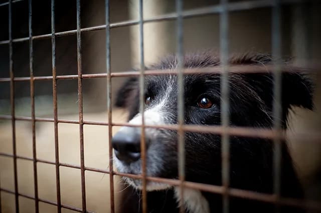 Ben, male 4yo Border Collie for adoption at Fourrière Animale 64, Bayonne