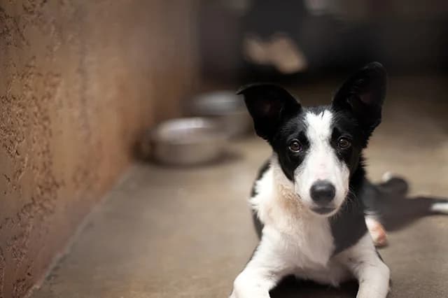 Artza, female puppy Border Collie for adoption at Fourrière Animale 64, Bayonne