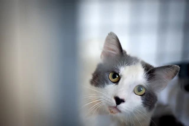 Apollo, male 5yo European Shorthair for adoption at Fourrière Animale 64, Bayonne
