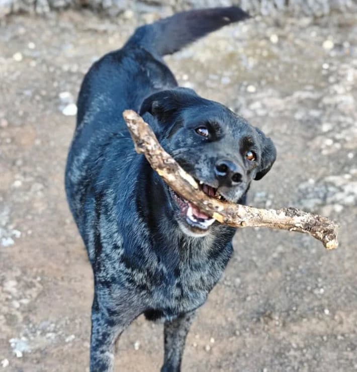 ZARO, Mixed Breed (Galgos Angel)