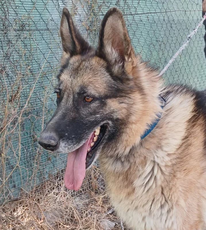 AFRICA, female Mixed Breed for adoption at Galgos Angel