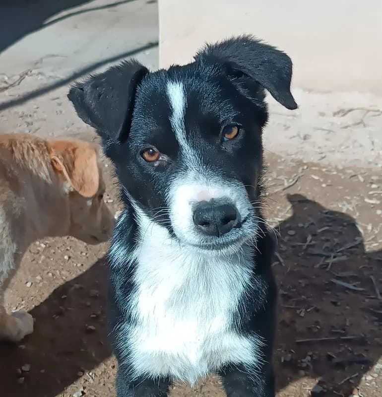 Ce tableau vous, Mixed Breed (Galgos Angel)