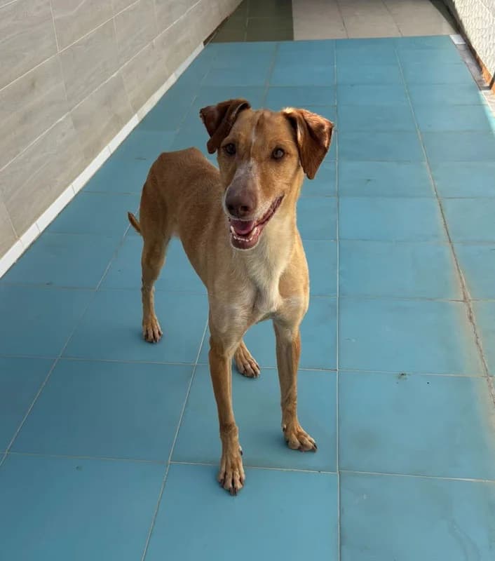 NIEBLA, Mixed Breed (Galgos Angel)