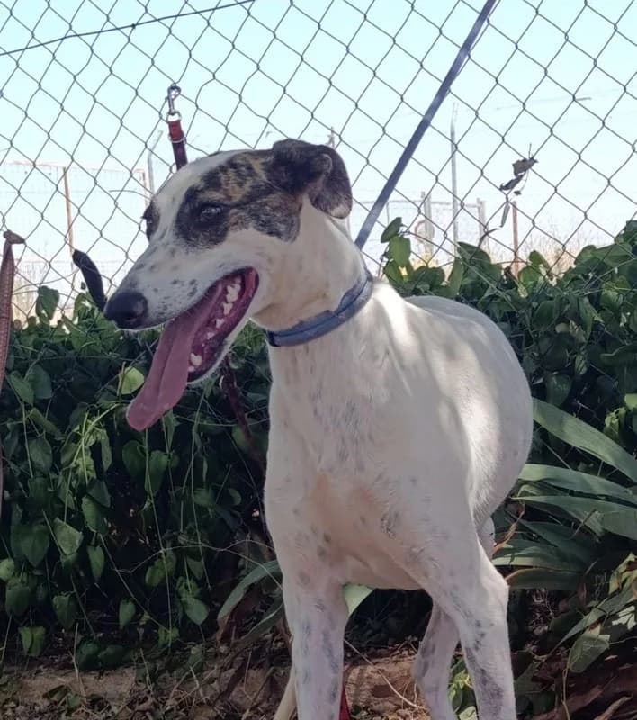 VITO, Mixed Breed (Galgos Angel)