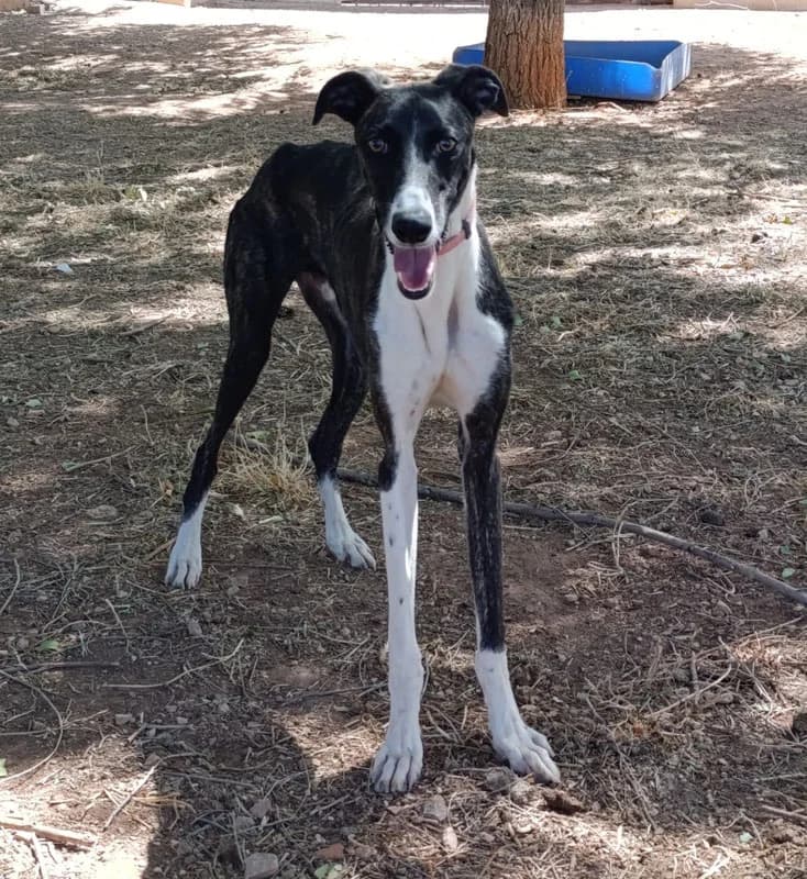 DANDI, male young Mixed Breed for adoption at Galgos Angel