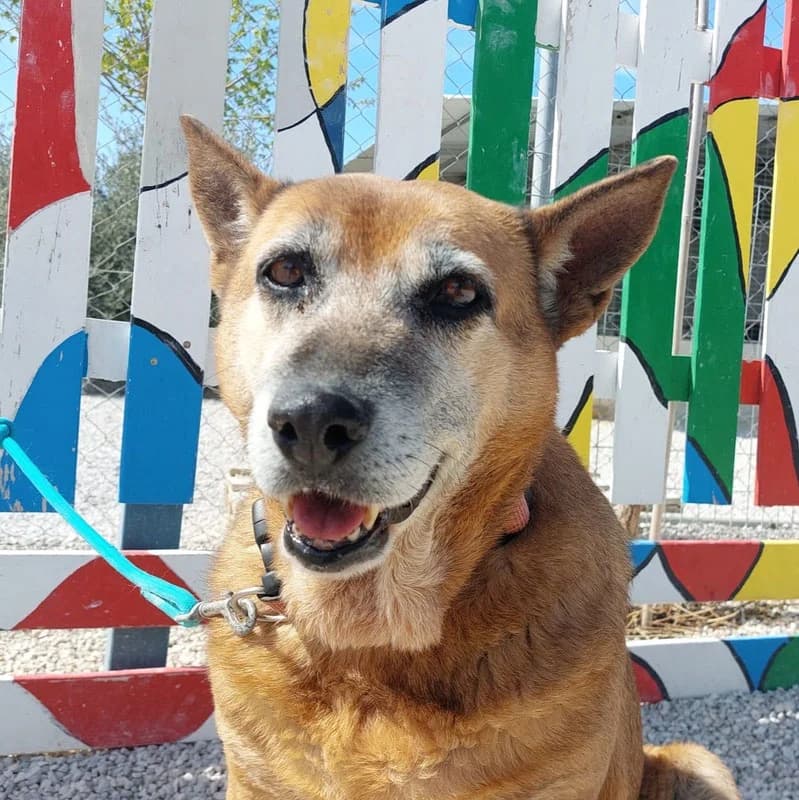 TITAN, male Mixed Breed for adoption at Galgos Angel