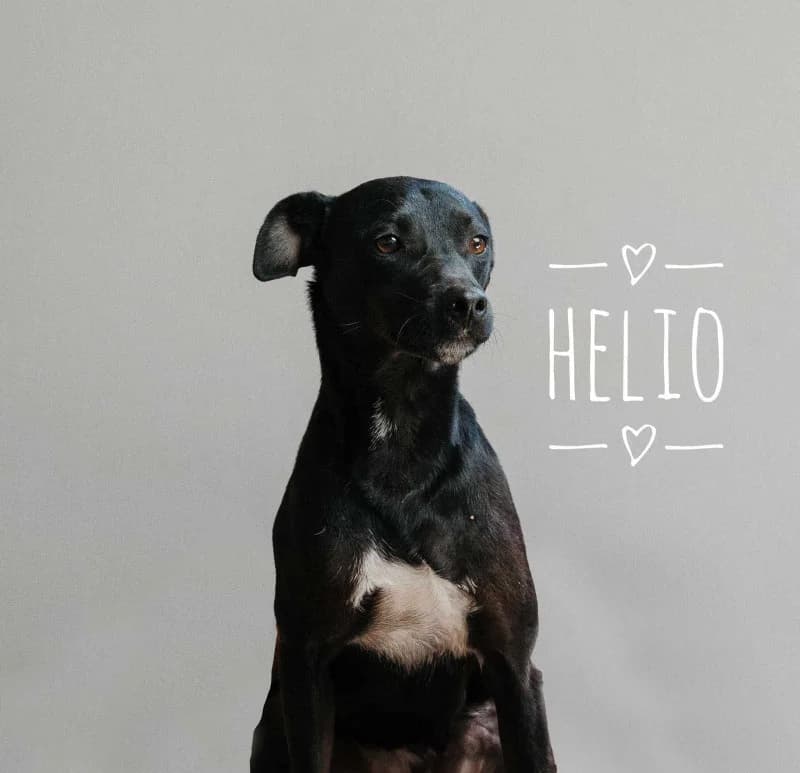 HELIO, male 5yo Mixed Breed for adoption at Galgos Angel