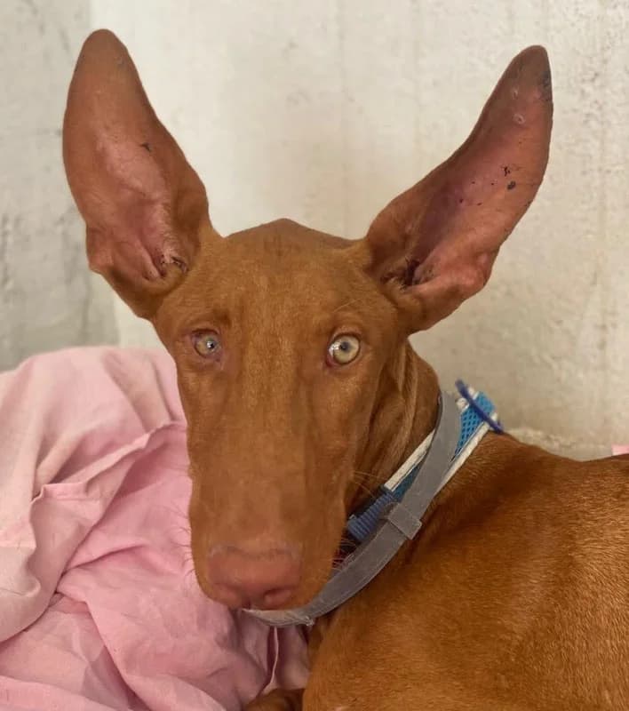 IGGY, male puppy Mixed Breed for adoption at Galgos Angel