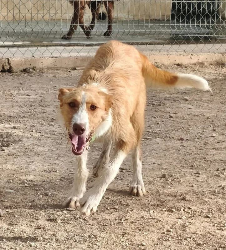NIEBLA, female young Mixed Breed for adoption at Galgos Angel
