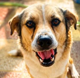 STROM, male Mixed Breed for adoption at Galgos Angel