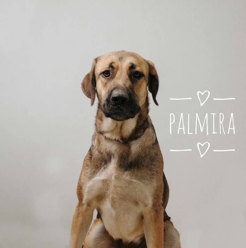 TINA, female Mixed Breed for adoption at Galgos Angel