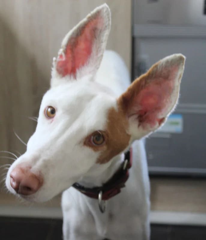 RAYO 2, Mixed Breed (Galgos Angel)