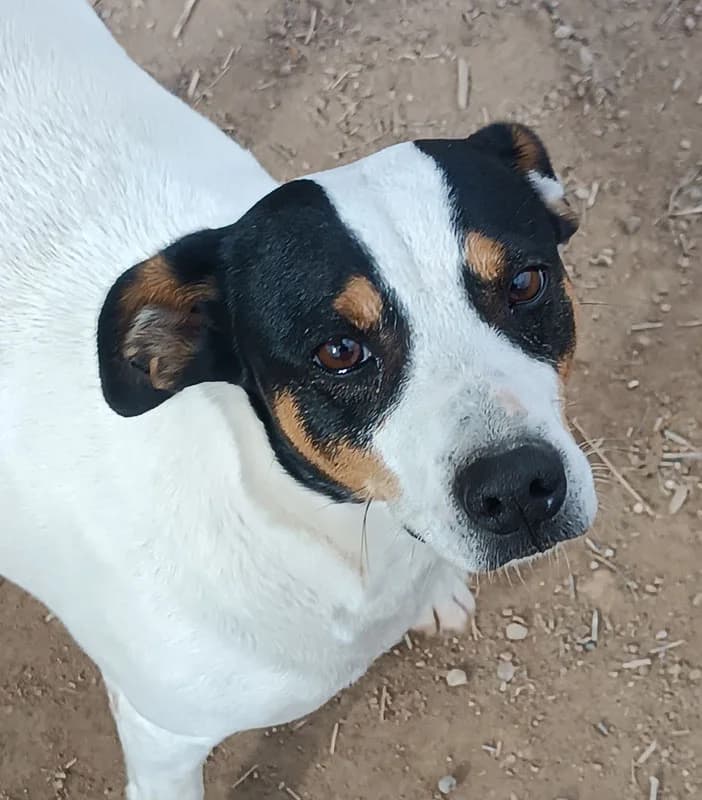 TONY el Pecas, male Mixed Breed for adoption at Galgos Angel