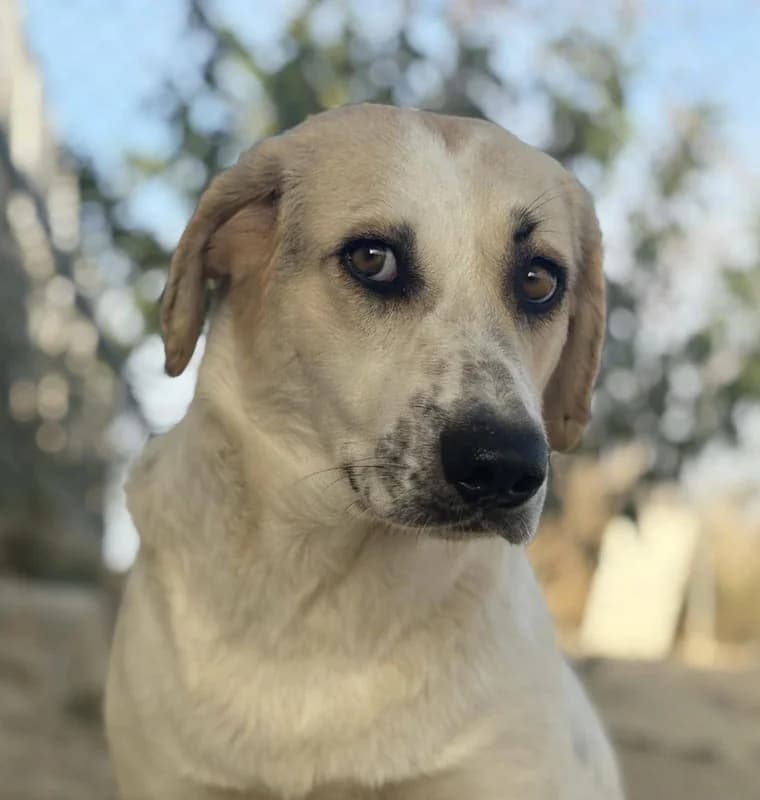 VIOLETA, female 3yo Mixed Breed for adoption at Galgos Angel