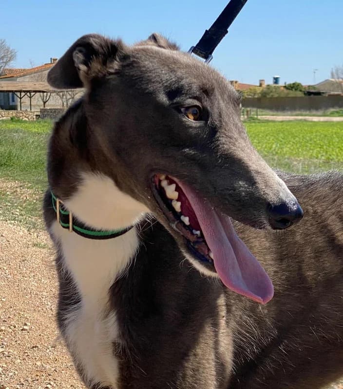 VITO, male young Mixed Breed for adoption at Galgos Angel