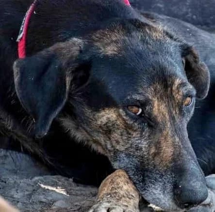 WENDY, Mixed Breed (Galgos Angel)