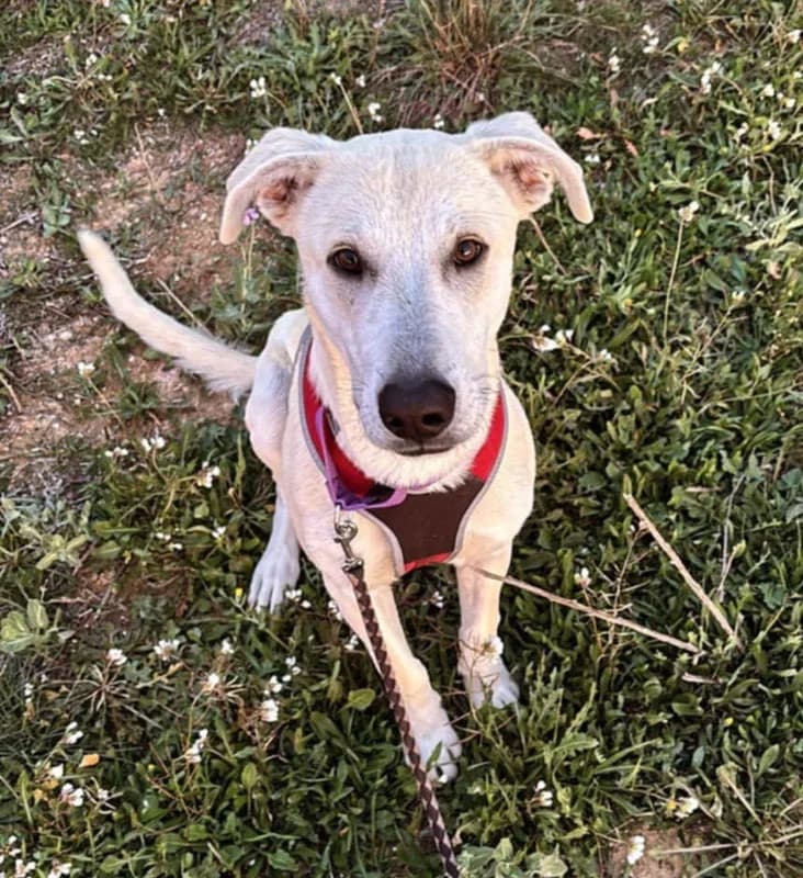 ZARO, male young Mixed Breed for adoption at Galgos Angel