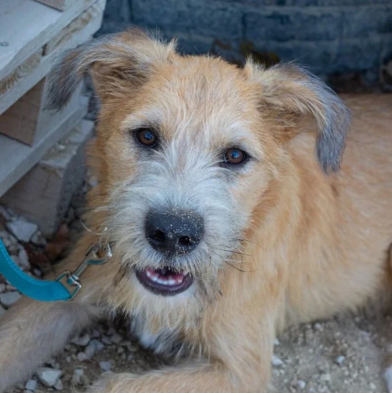 ZAZOU, male young Mixed Breed for adoption at Galgos Angel