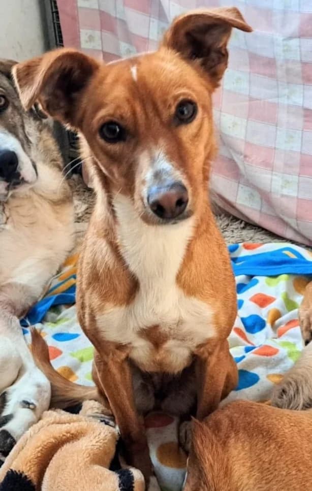 CEREZA, female 4yo Mixed Breed for adoption at Association Galgos New Life
