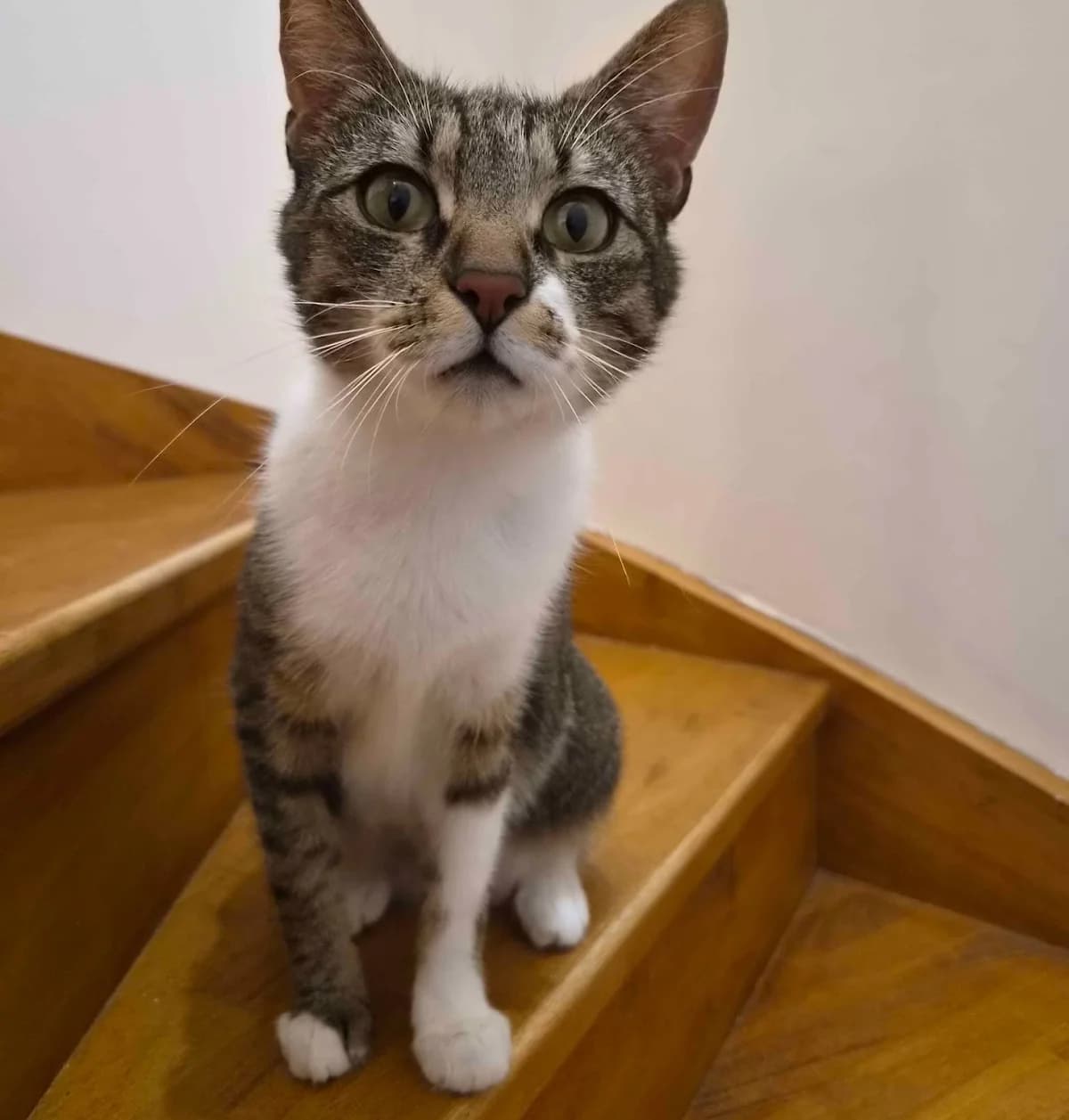 DJO, male Mixed Breed for adoption at Generations Ronrons