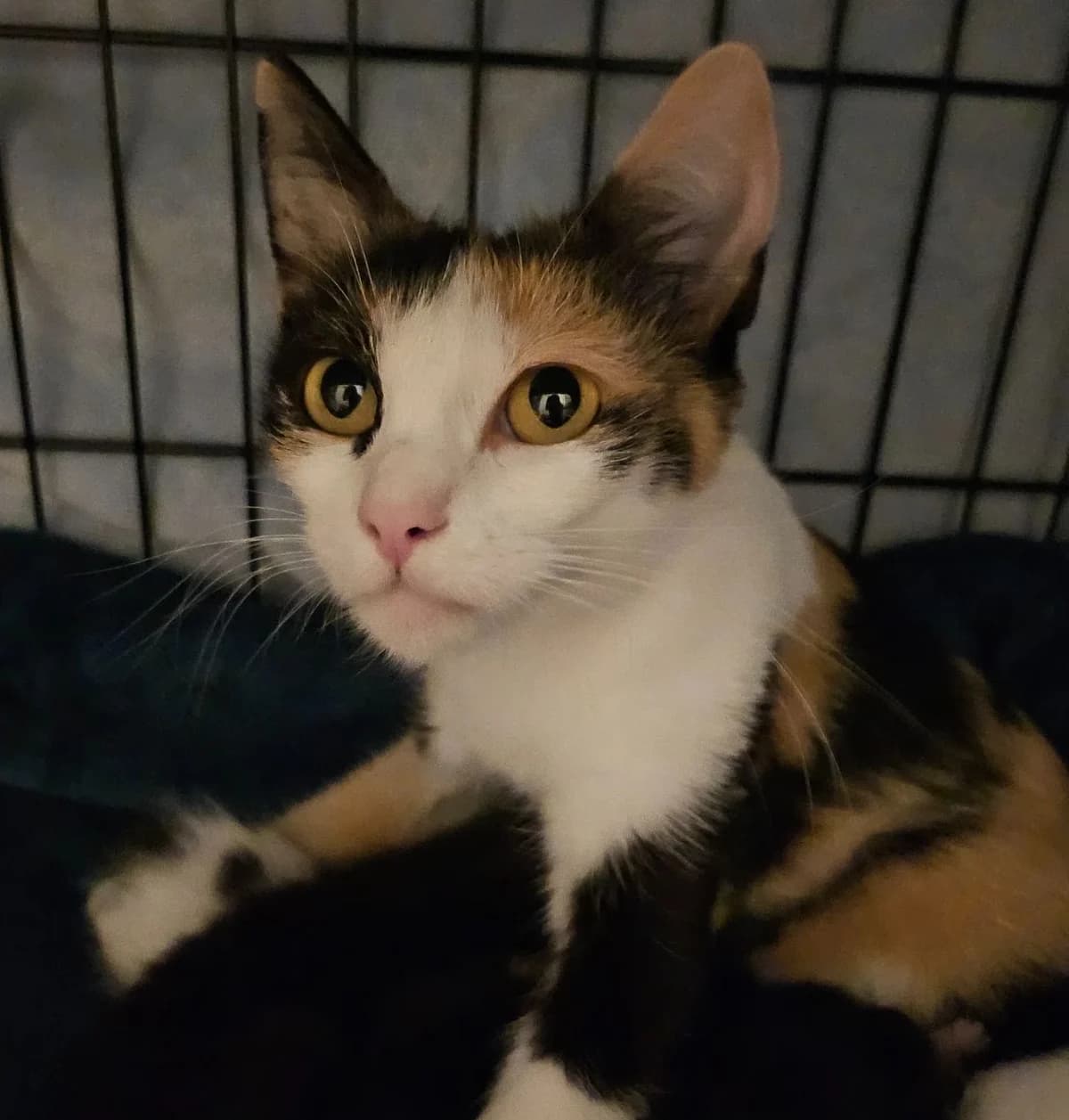 KISS, male Mixed Breed for adoption at Generations Ronrons
