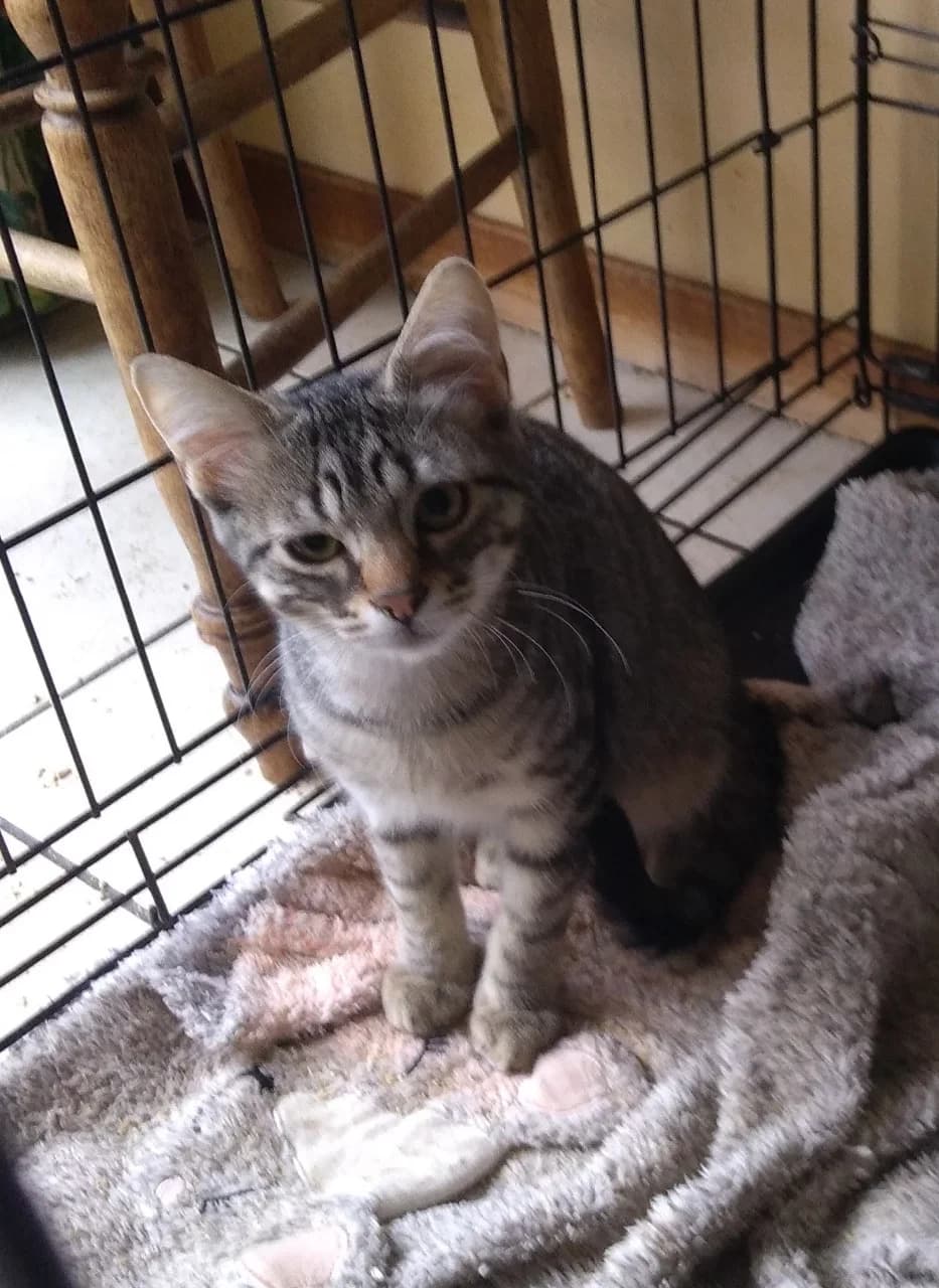 BRUEGEL,  Mixed Breed for adoption at GINETA, gineta