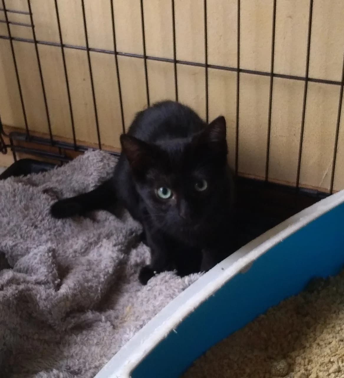 BRUEGEL,  puppy Mixed Breed for adoption at GINETA, gineta