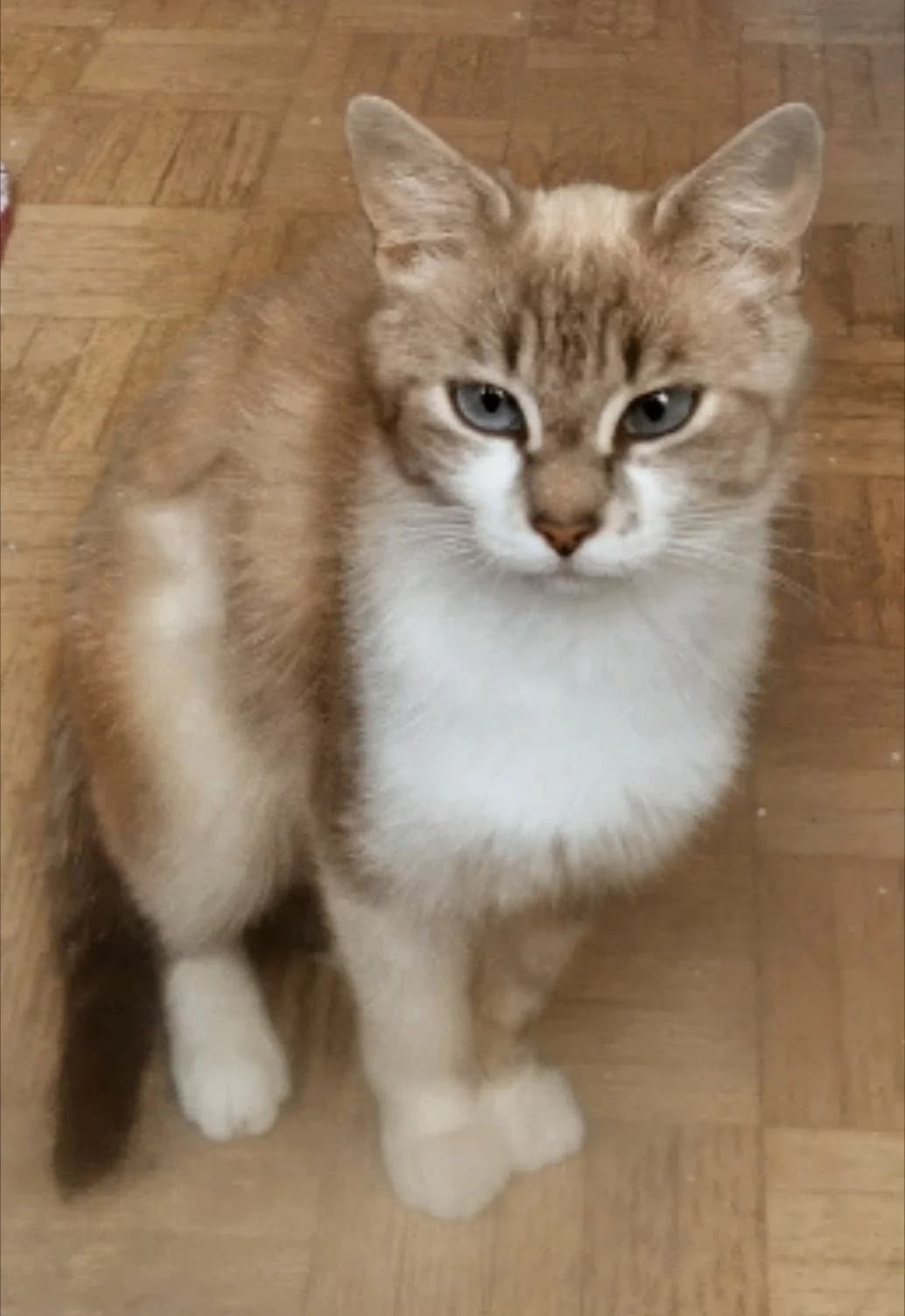 TITUS,  Mixed Breed for adoption at GINETA, gineta