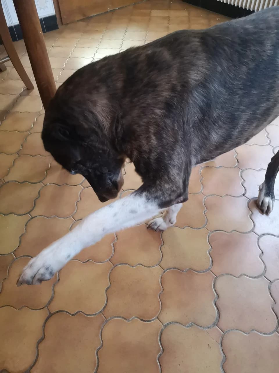 GIBSON,  Mixed Breed for adoption at GINETA, gineta
