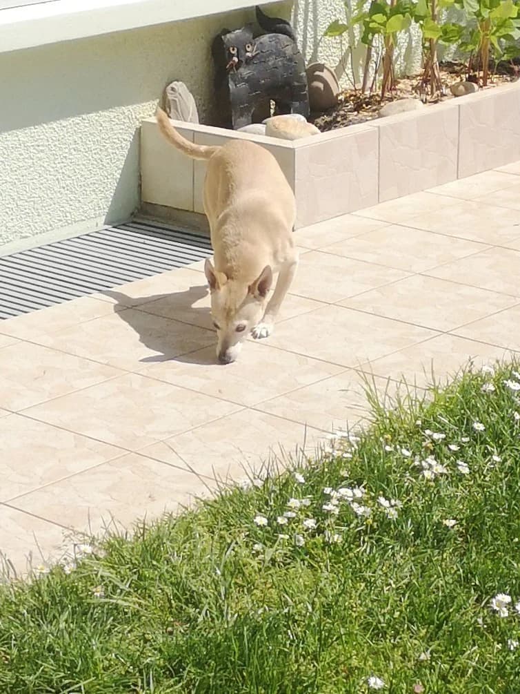 ZUMBA,  Mixed Breed for adoption at GINETA, gineta