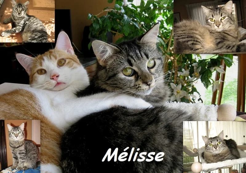 Mélisse, female senior European Shorthair for adoption at HandiCats