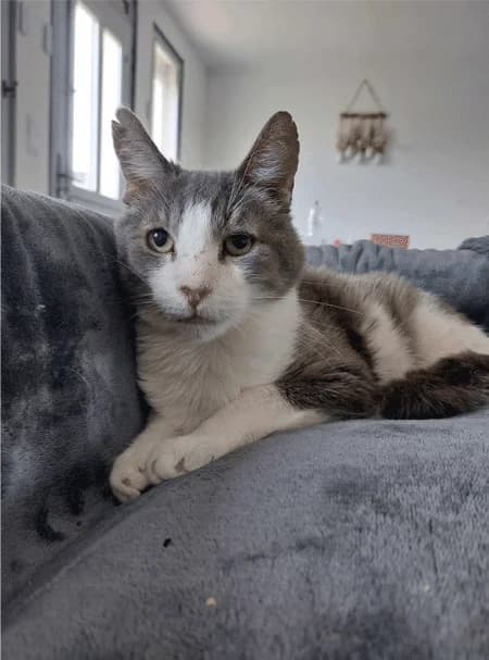 Wanted,  senior mixed breed for adoption at HandiCats