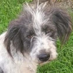 Miruna, female young Romanian Shepherd for adoption at Association Happy Together