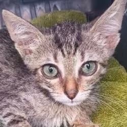 Noodle, male puppy Mixed Breed for adoption at Association Happy Together