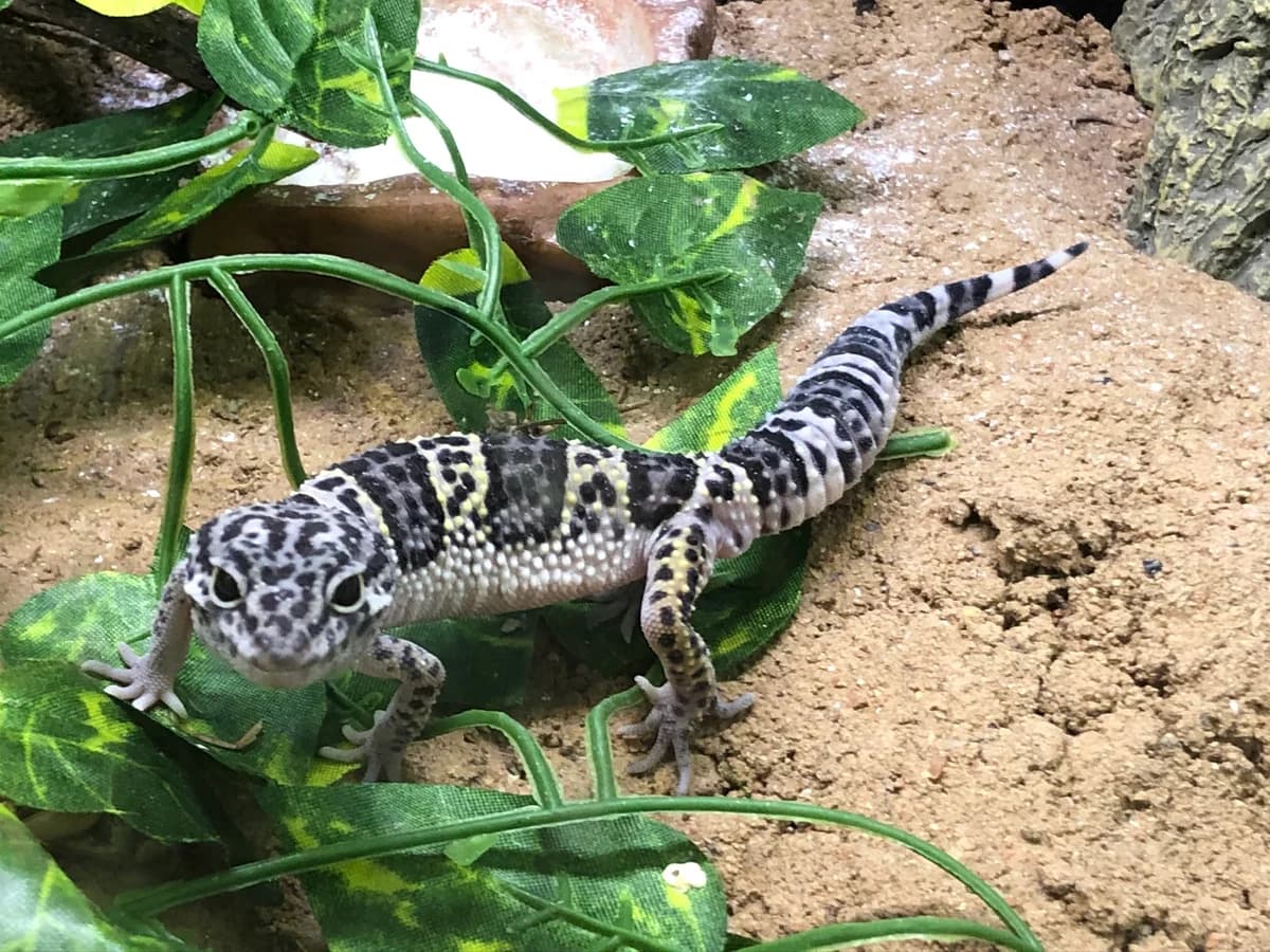 Gecko Léopard – Eublepharis Macularius,  (Haute Savoie Reptiles)