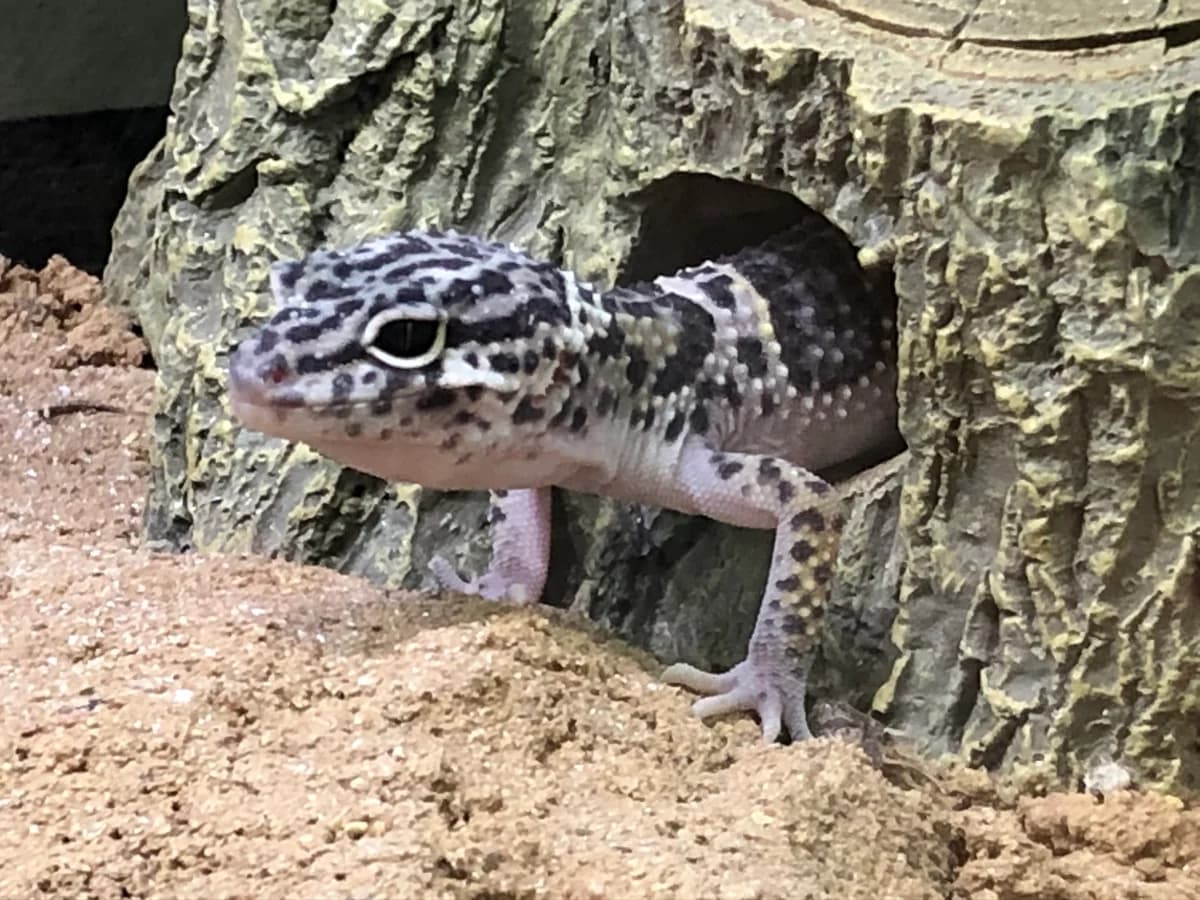 ADP_00025 – Gecko Leopard, male mixed breed for adoption at Haute Savoie Reptiles, Massongy