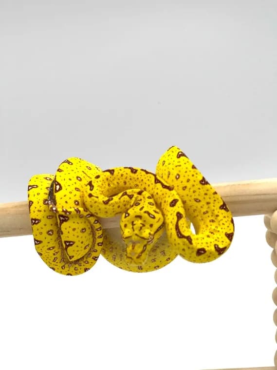 Morelia Viridis High Yellow Padaido 2020, mixed breed for adoption at Haute Savoie Reptiles, Massongy