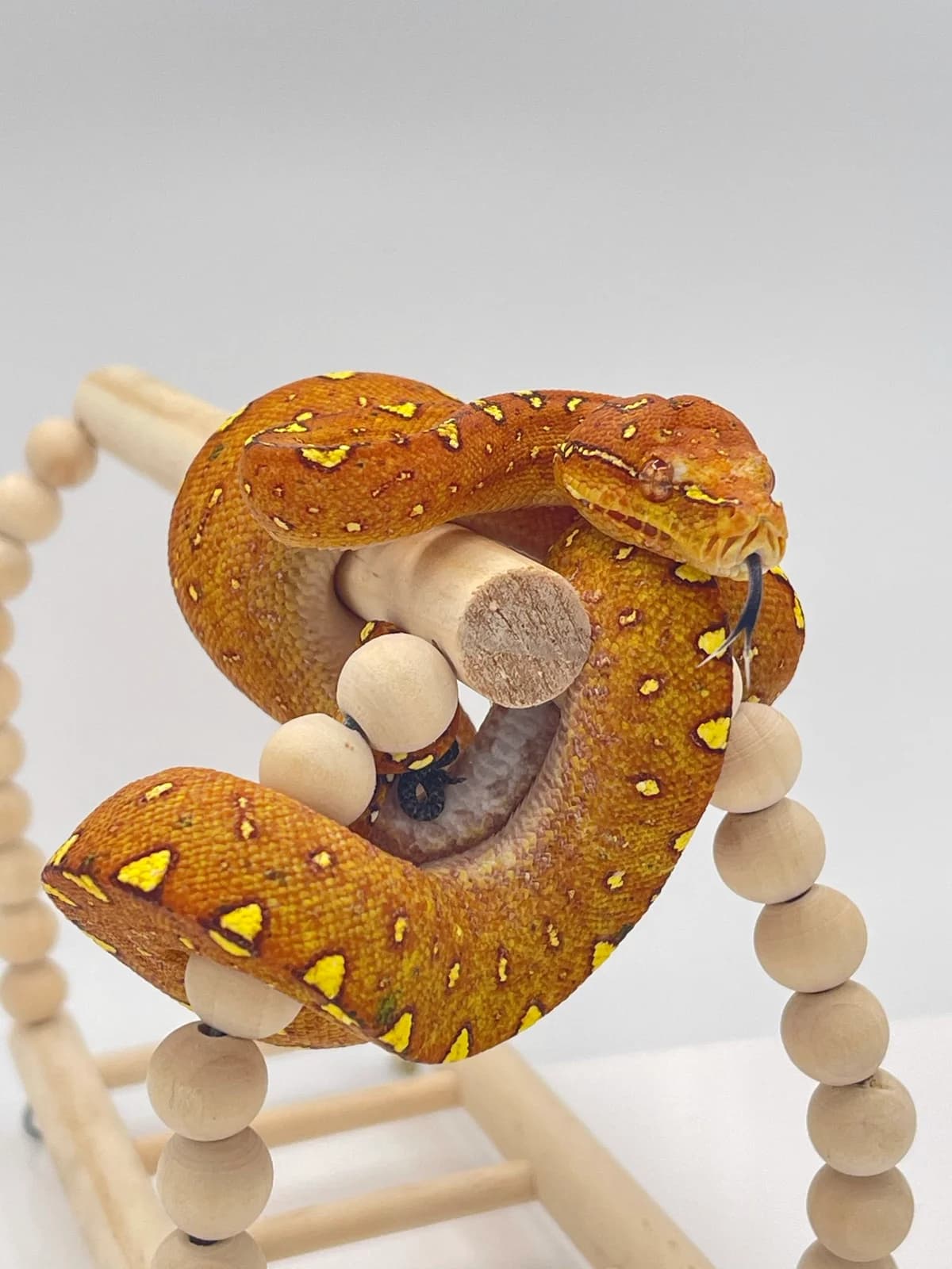 Morelia Viridis High Yellow Padaido – 2020, mixed breed for adoption at Haute Savoie Reptiles, Massongy