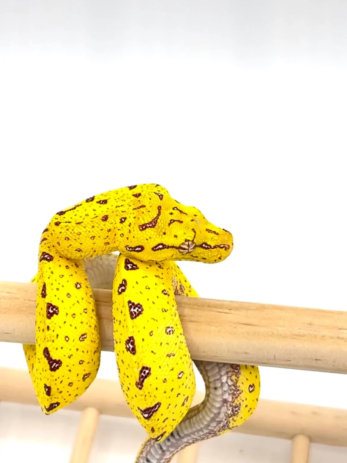 Morelia Viridis High Yellow mite phase Padaido – Femelle, female mixed breed for adoption at Haute Savoie Reptiles, Massongy