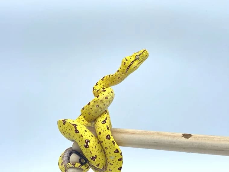 Morelia Viridis High Yellow mite phase Male, male mixed breed for adoption at Haute Savoie Reptiles, Massongy