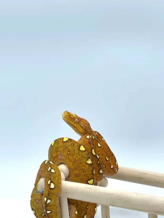 Morelia Viridis High Yellow Padaido – Femelle, female mixed breed for adoption at Haute Savoie Reptiles, Massongy