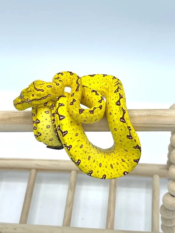 Morelia Viridis High Yellow mite phase Male, male mixed breed for adoption at Haute Savoie Reptiles, Massongy