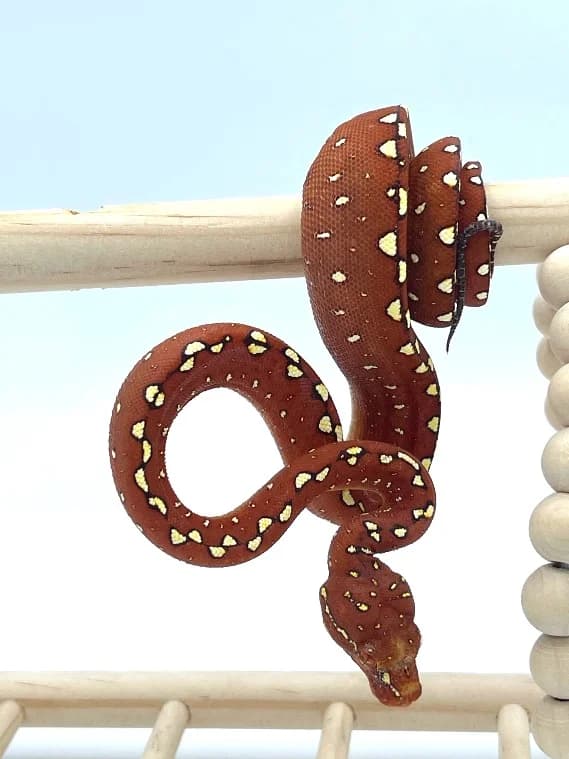 Morelia Viridis High Yellow Padaido – Femelle, female mixed breed for adoption at Haute Savoie Reptiles, Massongy