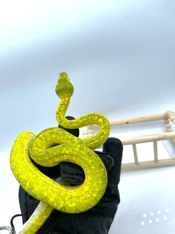 Morelia Viridis High Yellow Padaido – Femelle 2019, female mixed breed for adoption at Haute Savoie Reptiles, Massongy